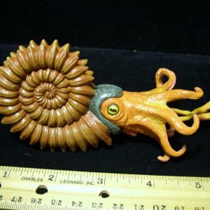 Ammonite Model