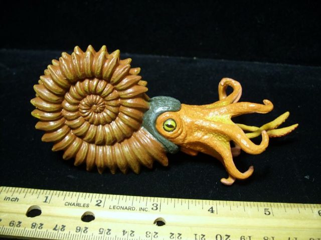 Ammonite Model