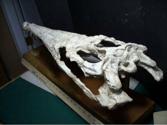 Extra Large Crocodile Skull (Upper portion)