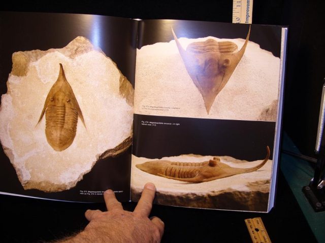 Collectors Edition - "Ordovician Trilobites" of the St Petersburg Region, Russia (021210h) - Image 3