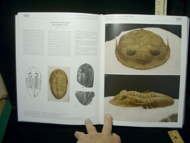 Collectors Edition - "Ordovician Trilobites" of the St Petersburg Region, Russia (021210h) - Image 4