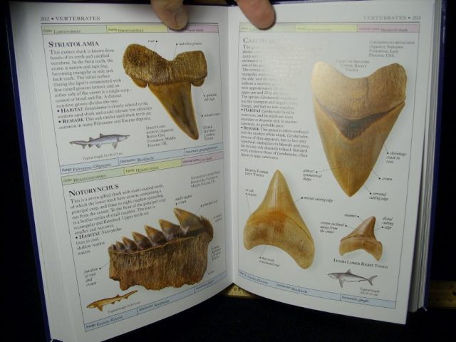 Great Fossil Book - Fossils - Smithsonian Handbooks (050102a) - Image 2