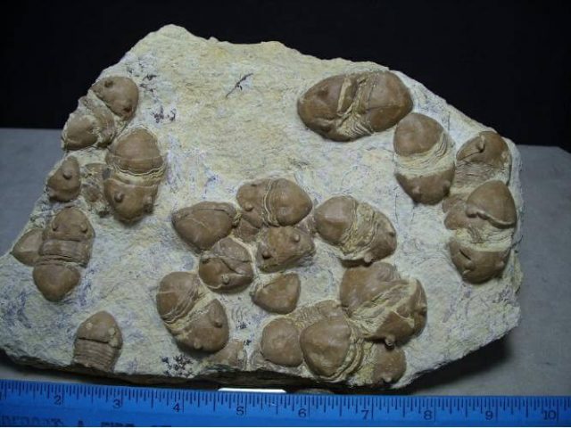 Fossil Trilobite