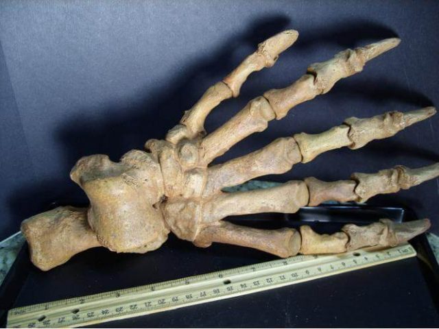 (012715a) Large Fossilized Cave Bear Foot