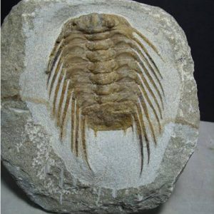 High End Trilobites - $100 - $399