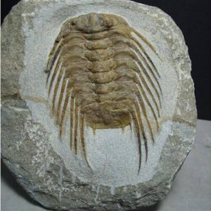 High End Trilobites - $100 - $399