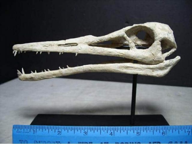 (020415x) Pterosaur "Flying Dinosaur" Skull