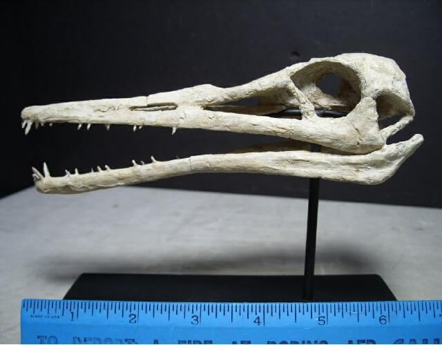pterosaur skeleton