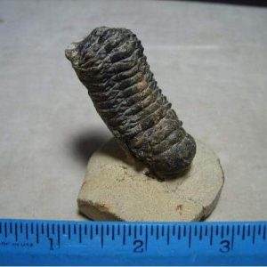 Trilobites - $40 - $99