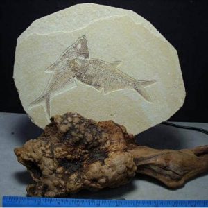 Fish with Manzanita Root Stands