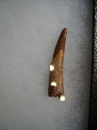 Dinosaur Tooth For Sale