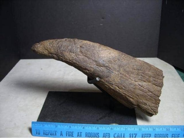 (102814c) Complete Triceratops Horn