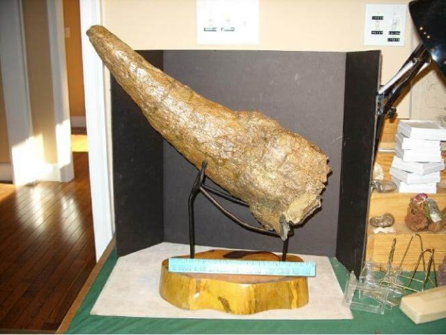 Very Large Complete Triceratops Horn