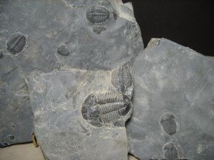 Trilobites for sale | Outstanding Multiple Trilobite Plate