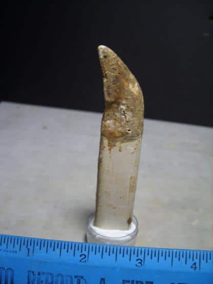 buy dinosaur teeth