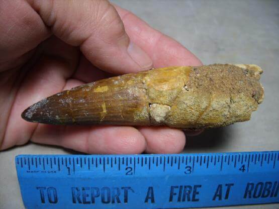 dinosaur tooth for sale