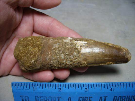dinosaur tooth for sale