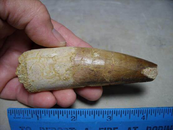 dinosaur tooth for sale