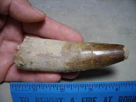dinosaur tooth for sale