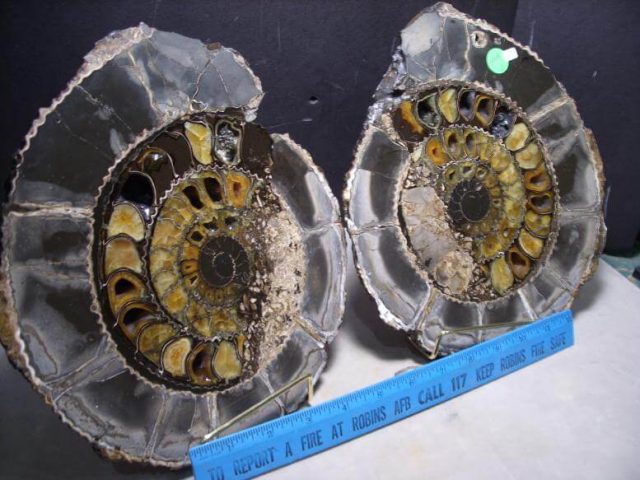 ammonites