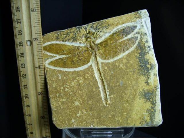 fossilized dragonfly