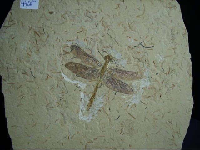 fossil dragonfly