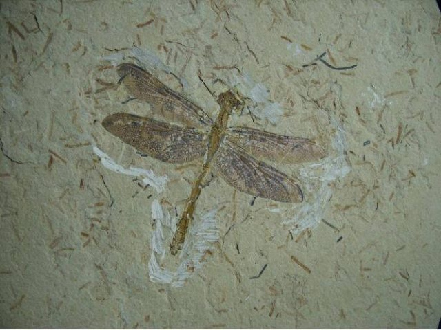 Fossilized Dragonfly in Matrix  (012416g) - Image 3
