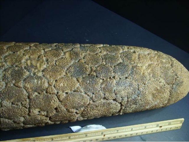 Fossil  Glyptodon Tail  (012416n) - Image 2