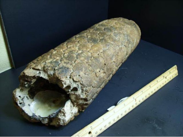 Fossil  Glyptodon Tail  (012416n) - Image 4