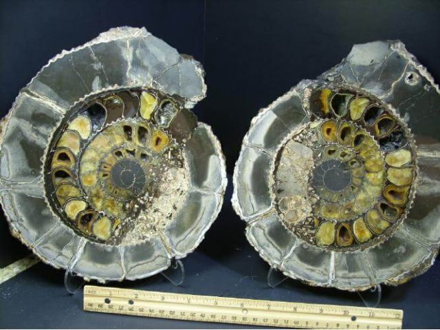 Russian Ammonite - Iridescent & Pyrite Sliced & Polished Ammonite