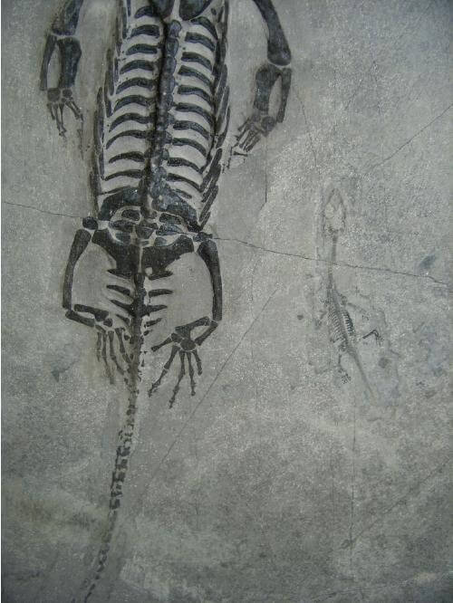 keichousaurus for sale