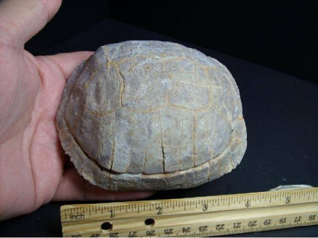 fossil turtle