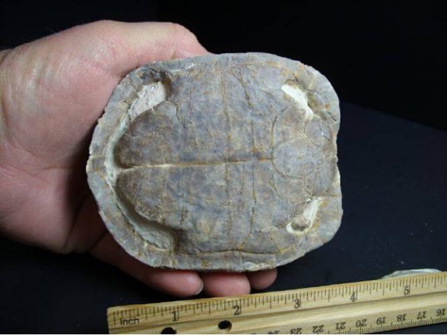 fossil turtle