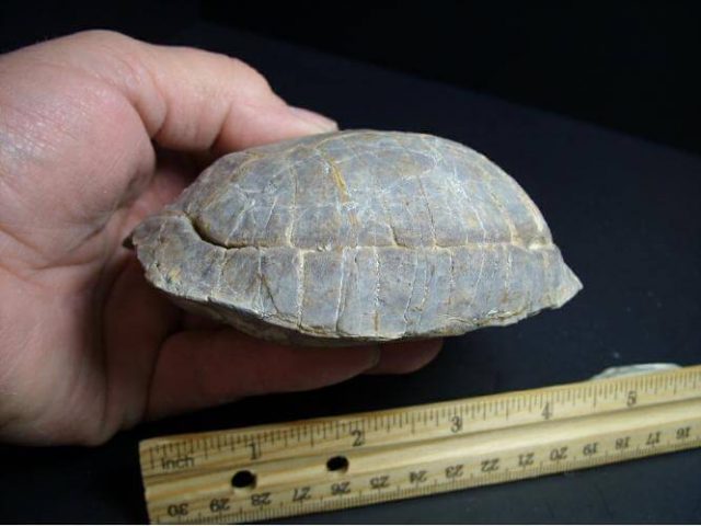 fossil turtle