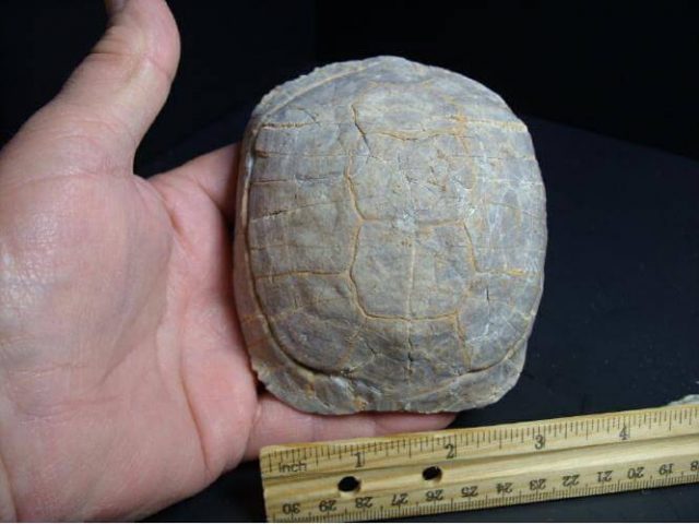 Fossil Tortoise