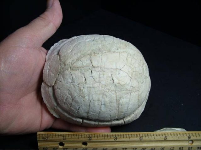 fossil turtle