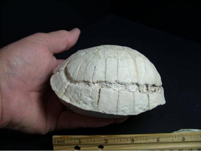 fossil turtle