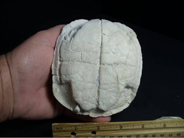 Fossil Tortoise