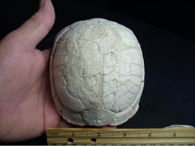 Baby Fossil Tortoise