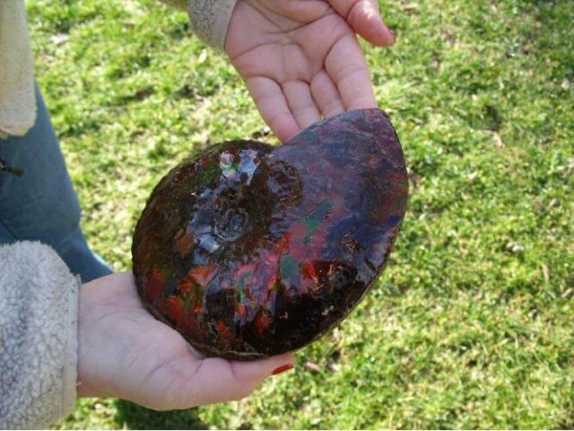 canadian ammonites