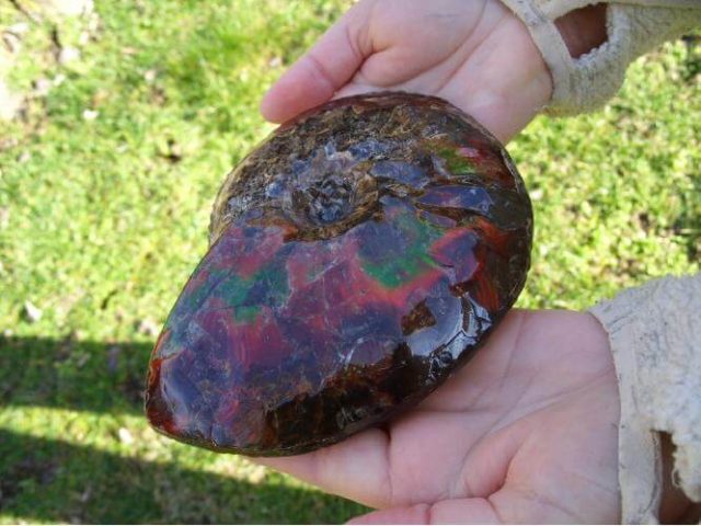 ammolite