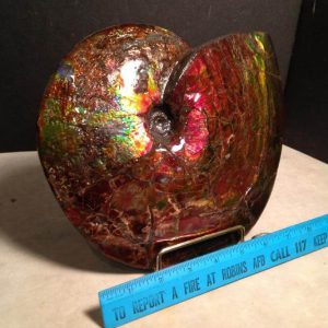 Canadian Ammonite - Ammolite