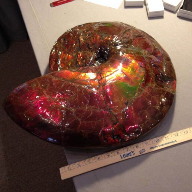 ammolite