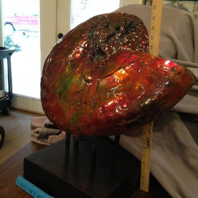 Canadian Ammonite /  Ammolite  (021116x) - Image 3