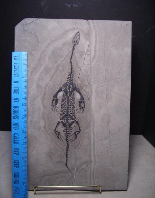 keichousaurus for sale