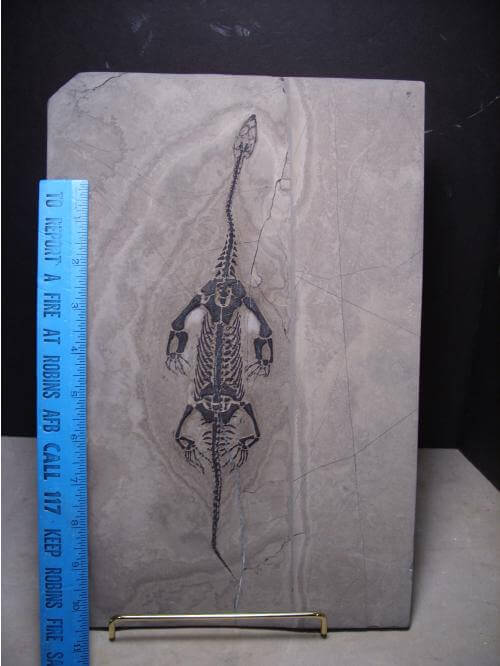 keichousaurus for sale