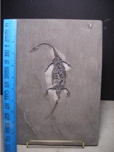 keichousaurus for sale