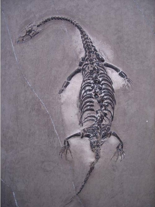keichousaurus for sale