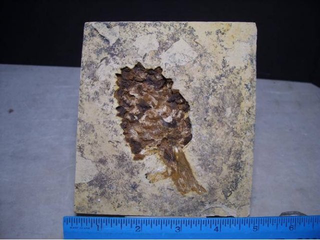 Fossil Plants