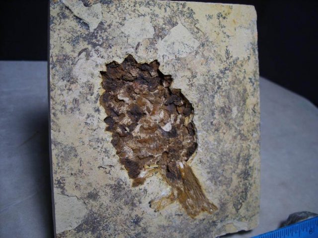 fossil plants